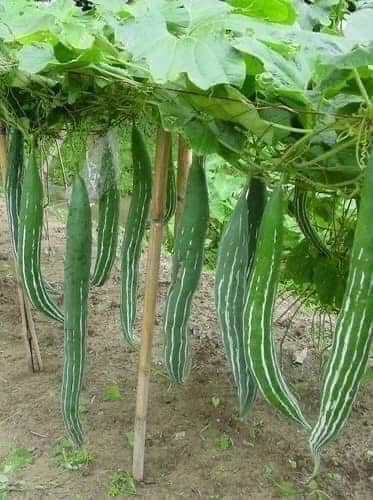 GÓI 10 HẠT GIỐNG MƯỚP NHẬT (LẶC LÈ )