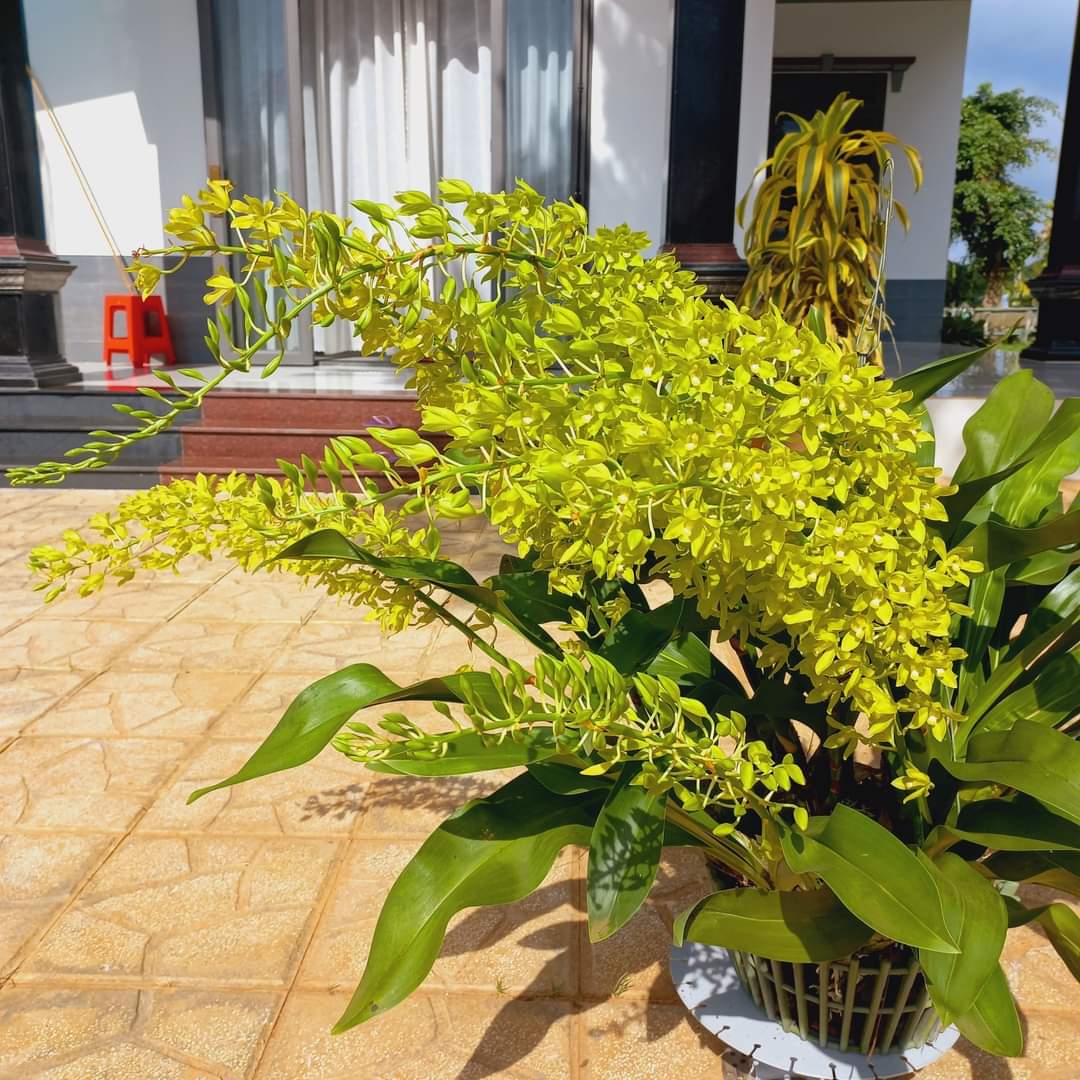 HOA LAN DENRO VŨ NỮ HOÀNG HẬU XANH