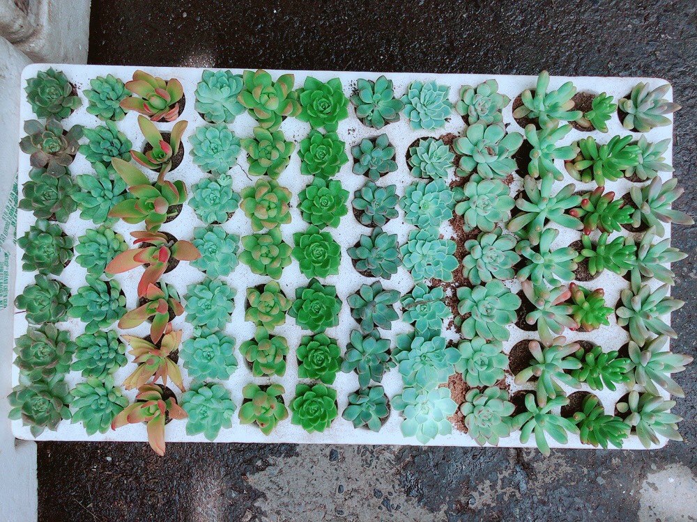 Combo 10 Cây Sen Đá Vỉ Ngẫu Nhiên