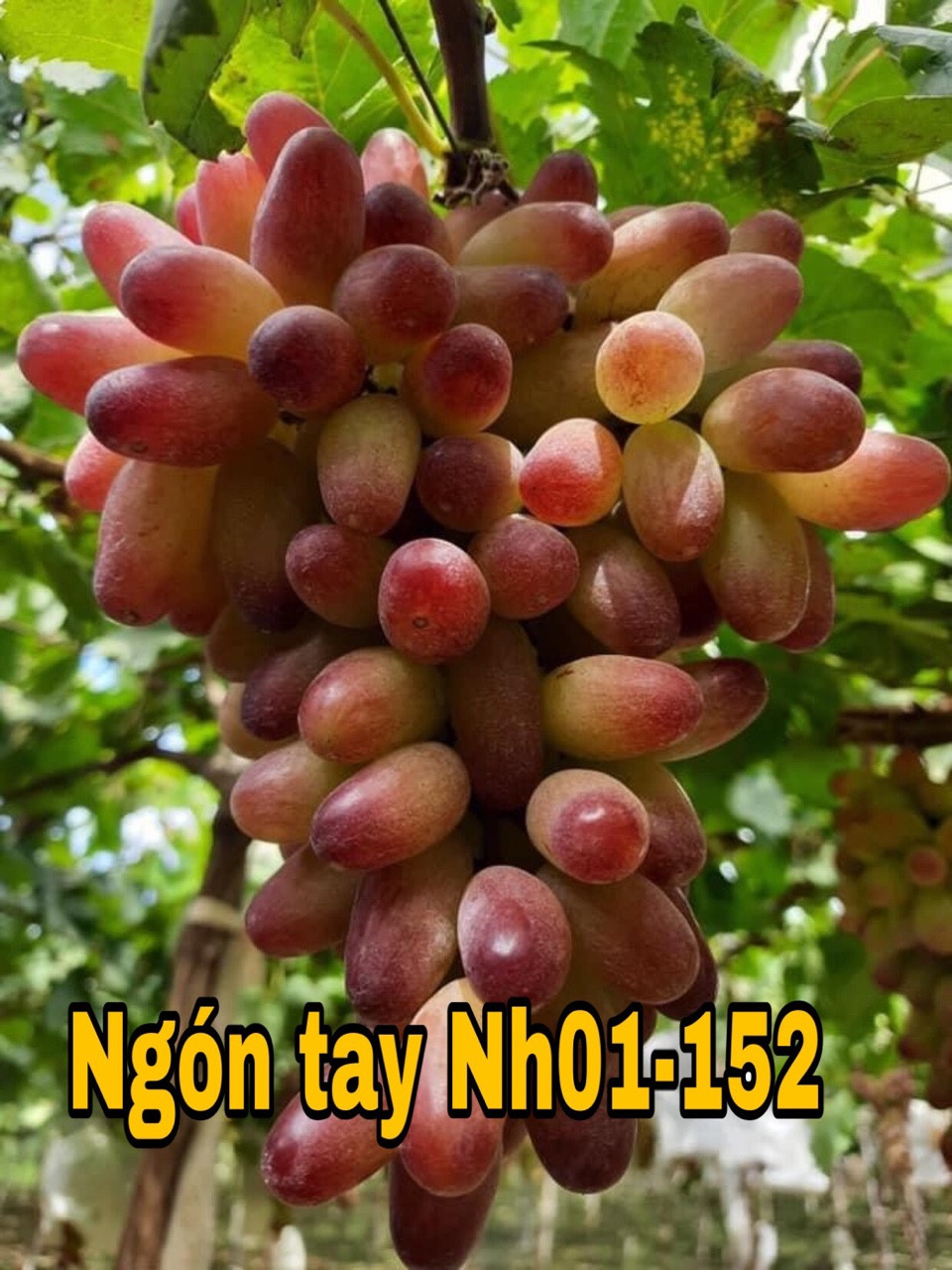 NHO NGÓN TAY-NH152