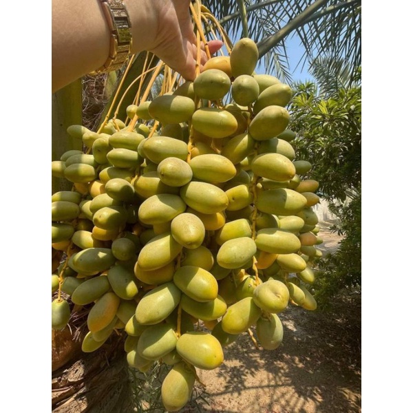 Cây giống chà là ăn quả (cấy mô)