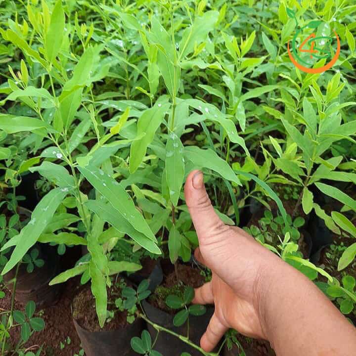 Cây Đàn Hương Trắng