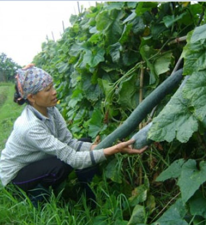 Hạt giống bí xanh dài  -Bí đao (bí sặt) – 2Gram ( 30 hạt )
