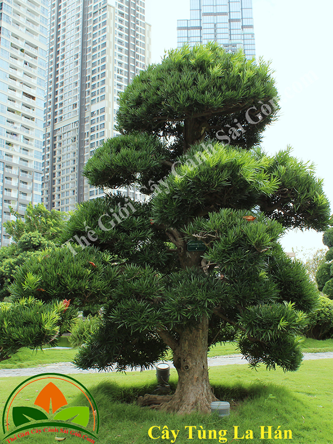 GIỐNG CÂY TÙNG LA HÁN