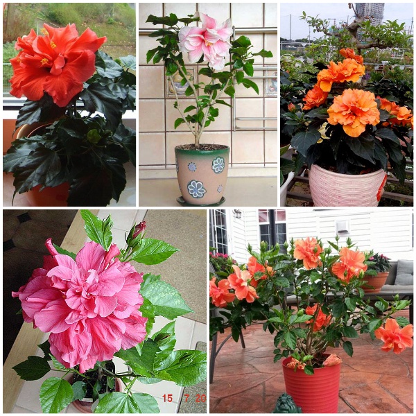 30 HẠT GIỐNG HOA DÂM BỤT LÙN