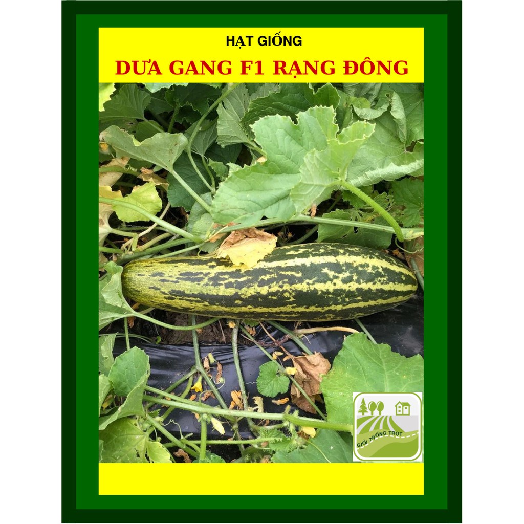 Hạt Giống Dưa Gang F1 Rạng Đông 1 Gram