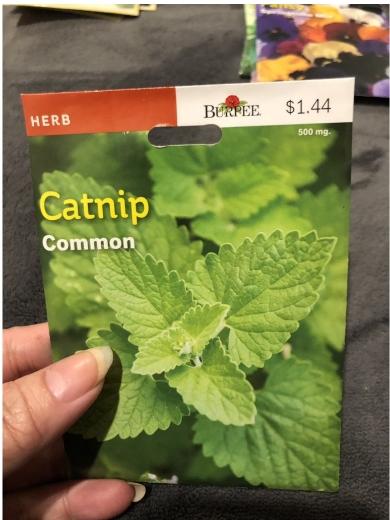 Hạt giống bạc hà mèo Catnip