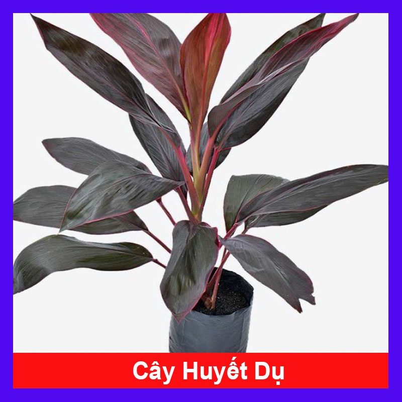 Cây Huyết Dụ - cây cảnh trong nhà + tặng phân bón cho cây - caykiengsadec