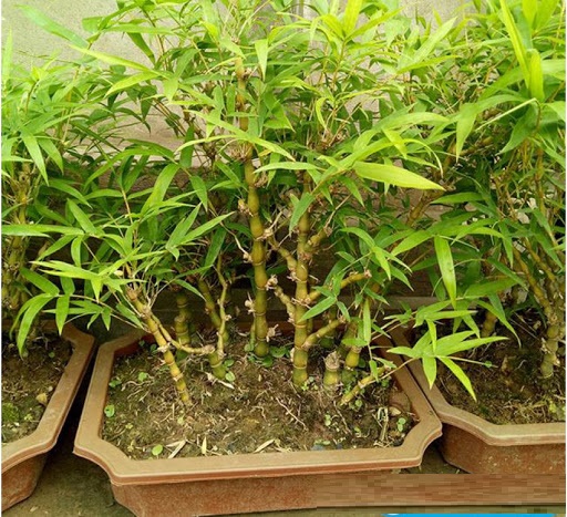 cây TRÚC ĐÙI GÀ lùn mini, TIỂU CẢNH nhiều thần, gửi đi nguyên bầu lớn