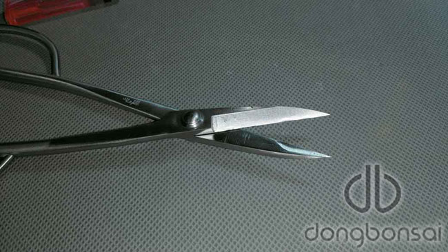 Kéo tỉa Ryuga RS-02
