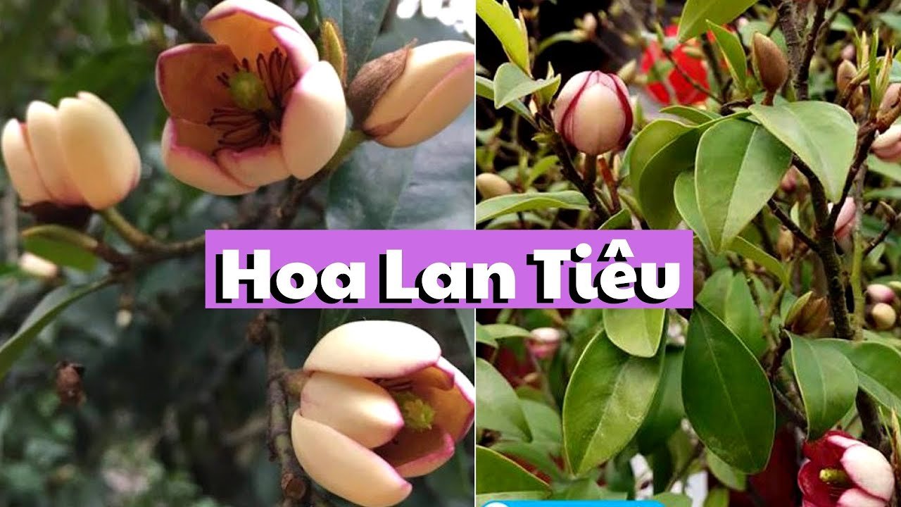 CÂY LAN TIÊU- CÂY HÀM TIẾU ( CAO 40CM-50CM)