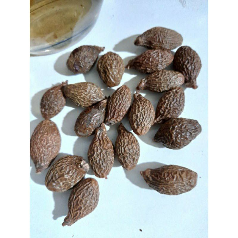 [HCM] Hạt Ươi Bay- loại to - 100gr