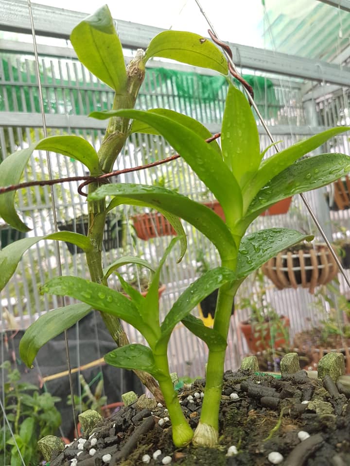 Hoa Lan Giả Hạc Châu Như Bệt F2