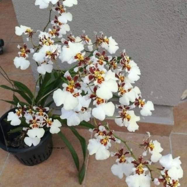 HOA LAN VŨ NỮ TIỂU THẦN TIÊN ĐỔI MÀU