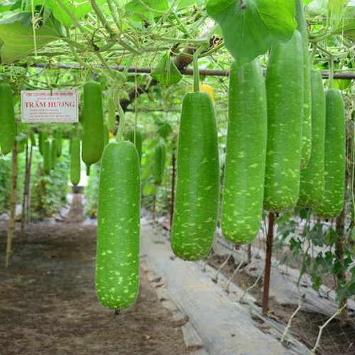 Hạt giống bầu sao quả dài F1 - Gói 10 hạt