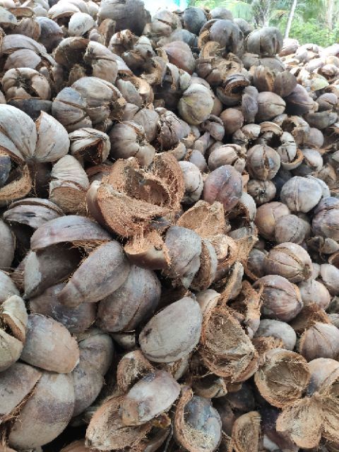 Vỏ dừa khô trồng lan 1kg