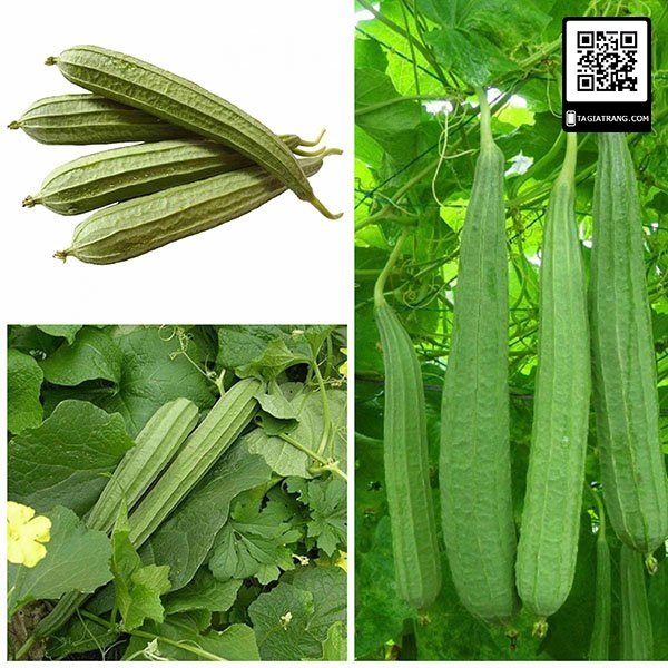 Hạt giống mướp khía