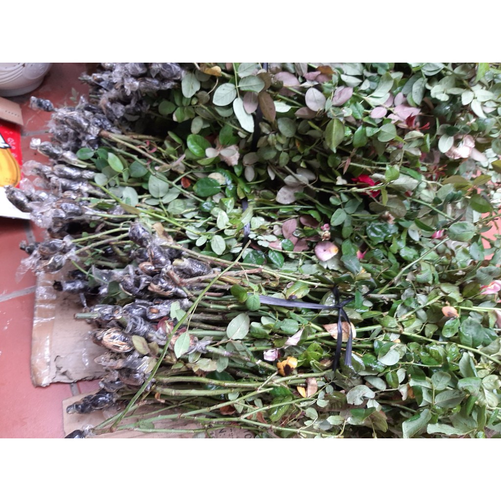 Cành Chiết Hồng Cổ Sơn La Vàng (Cành Chiết Hoa Hồng)