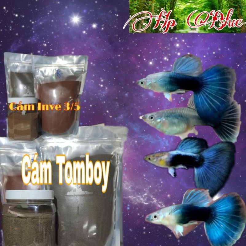 Guppy HB Blue gen Ribon | Bộ trang trí hồ cá | Tặng Hộp Sốp