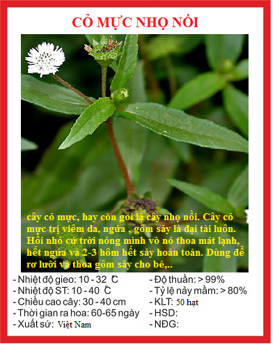 Hạt giống cỏ mực nhọ nồi - chữanhiềubệnh - gói 50 hạt