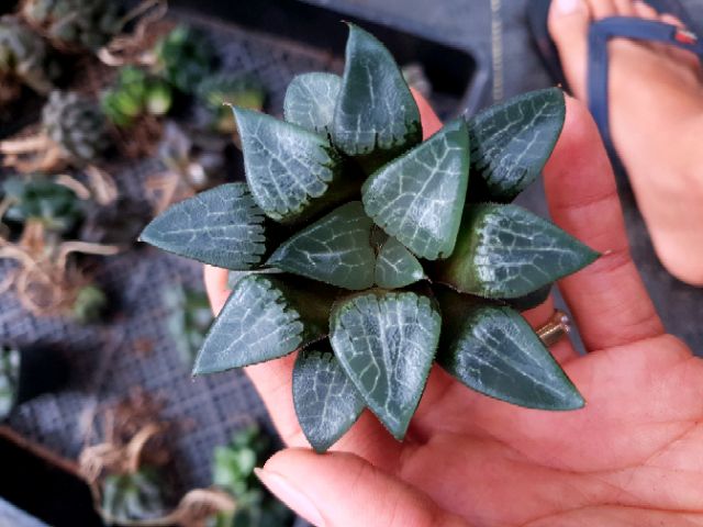 Sen đá Haworthia vi mạch
