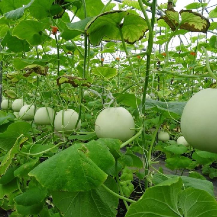 Hạt giống Dưa lê siêu ngọt(gói 20 hạt)