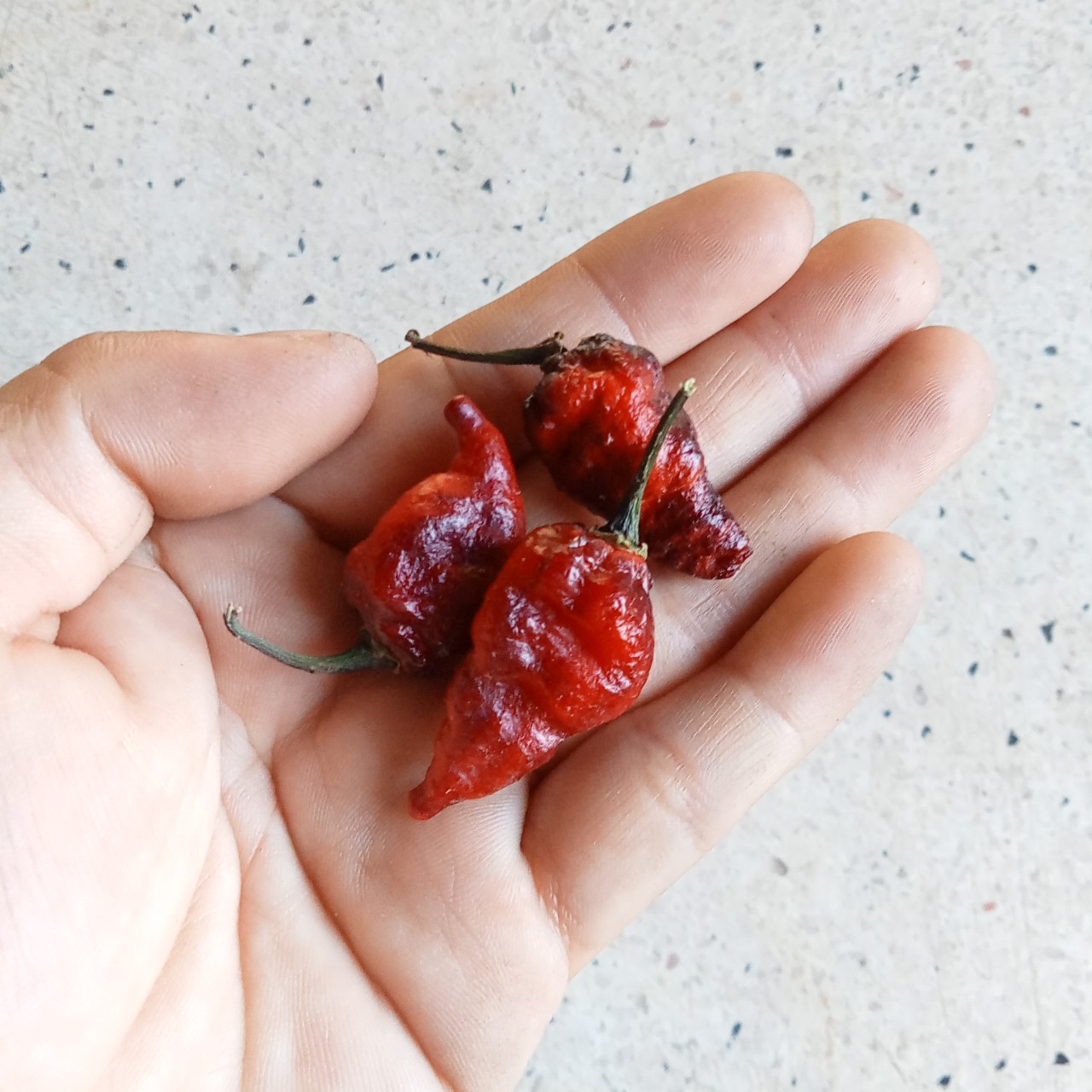 3 Hạt Ớt Naga Scolt Twister