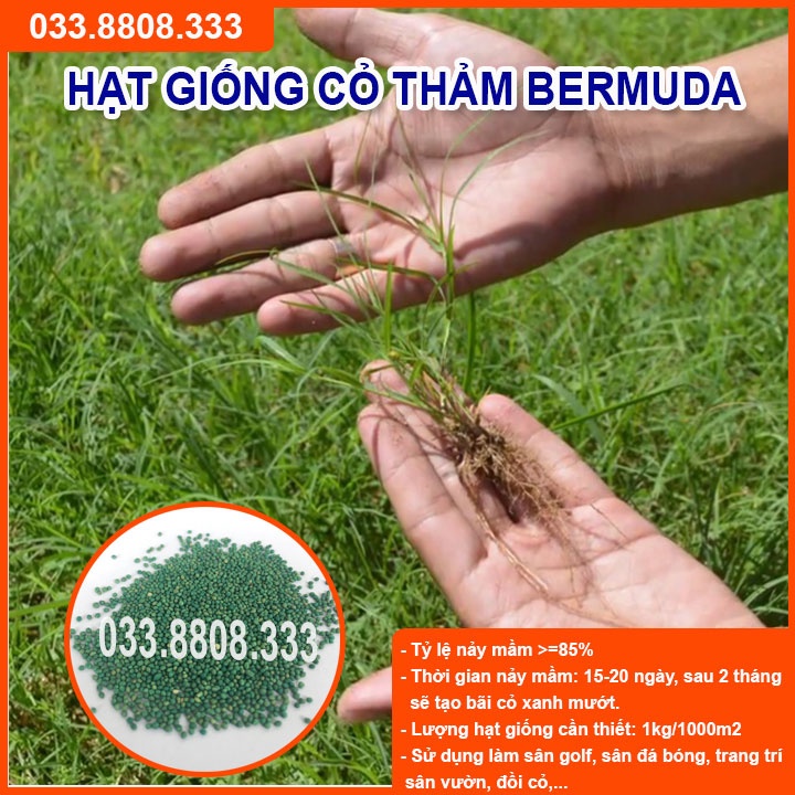 Hạt giống cỏ thảm bermuda xanh 300gram - cỏ thảm - cỏ trang trí sân vườn, sân bóng
