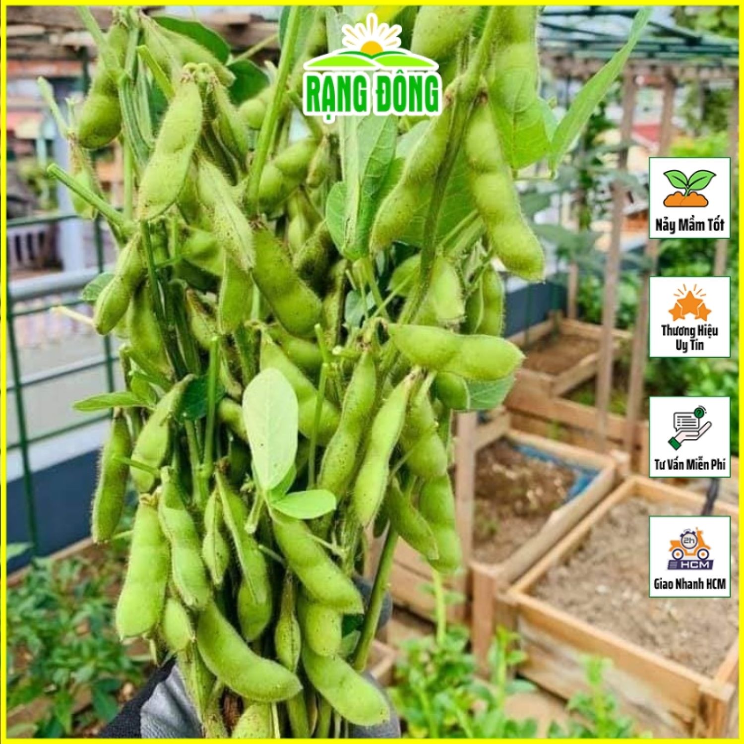 Hạt giống rau đậu nành nhật bản dễ trồng, chịu nhiệt tốt, trồng quanh năm - hạt giống rạng đông