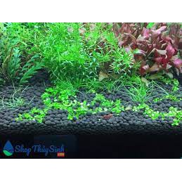 Phân Aquafor cho hồ thuỷ sinh, hồ bán cạn.