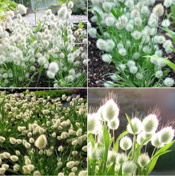 Hạt giống cỏ đuôi thỏ  ( 1 gói 100 hạt )