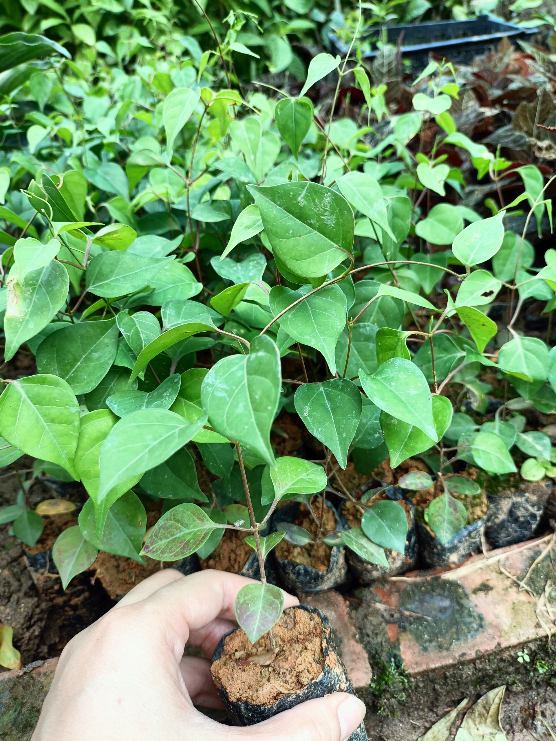 Combo 2 cây lá giang