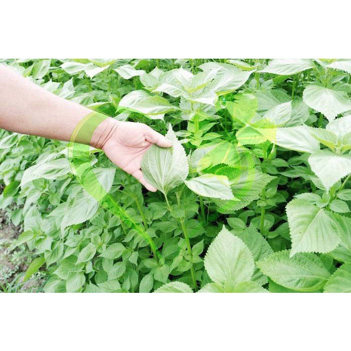 Hạt giống rau thơm mè Hàn Quốc - Gói 1g