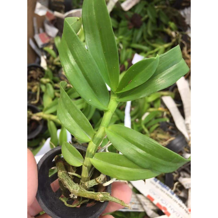Hoa Lan Trầm Vàng Giống Hoa Thơm