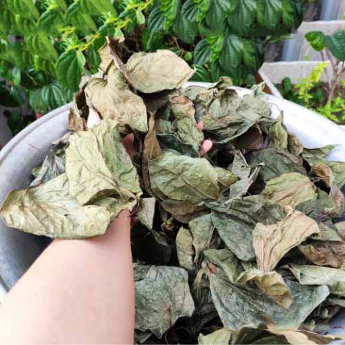 Lá trầu không sấy khô 1kg - Thảo Dược Tấn Phát - Hàng công ty chất lượng cao