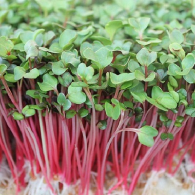 Hạt giống Rau Mầm Củ Cải Đỏ (20 gram)