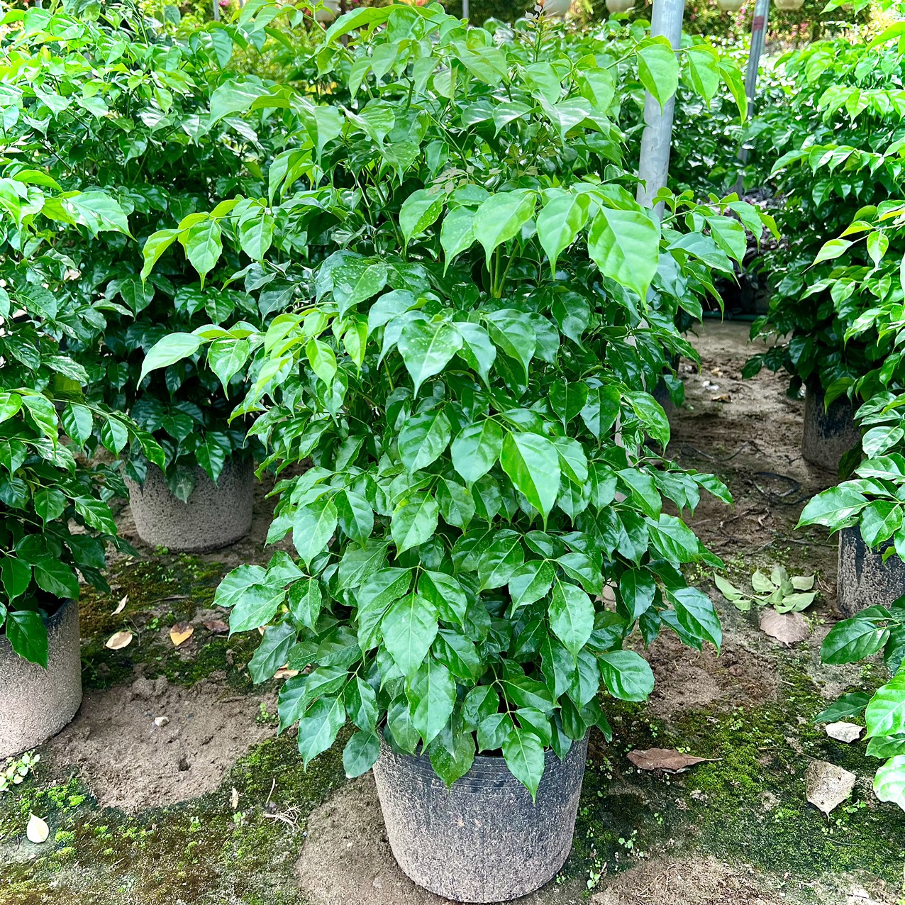 Cây hạnh phúc bụi cao 1m (ảnh thật