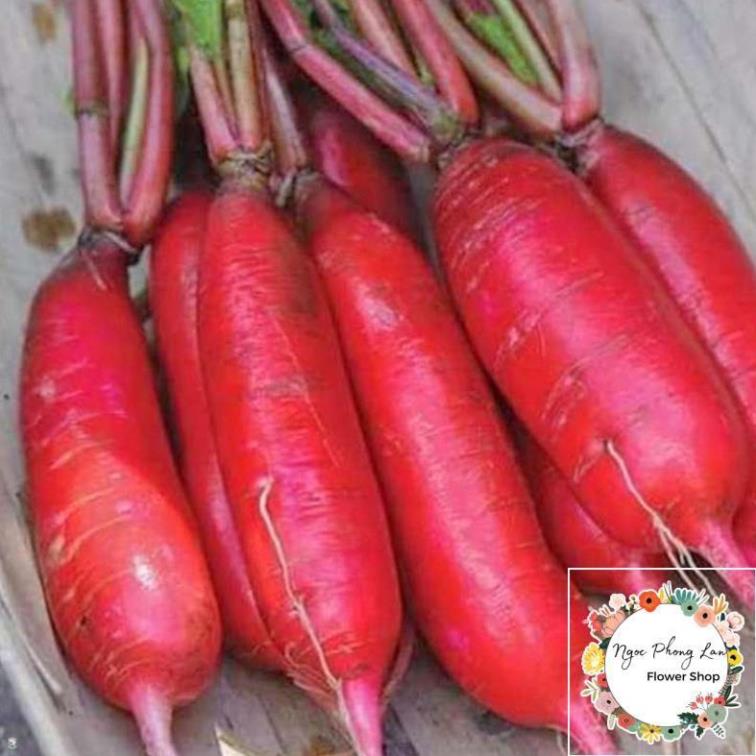 Hạt Giống Củ Cải Đỏ Dài - Gói 5 Gram