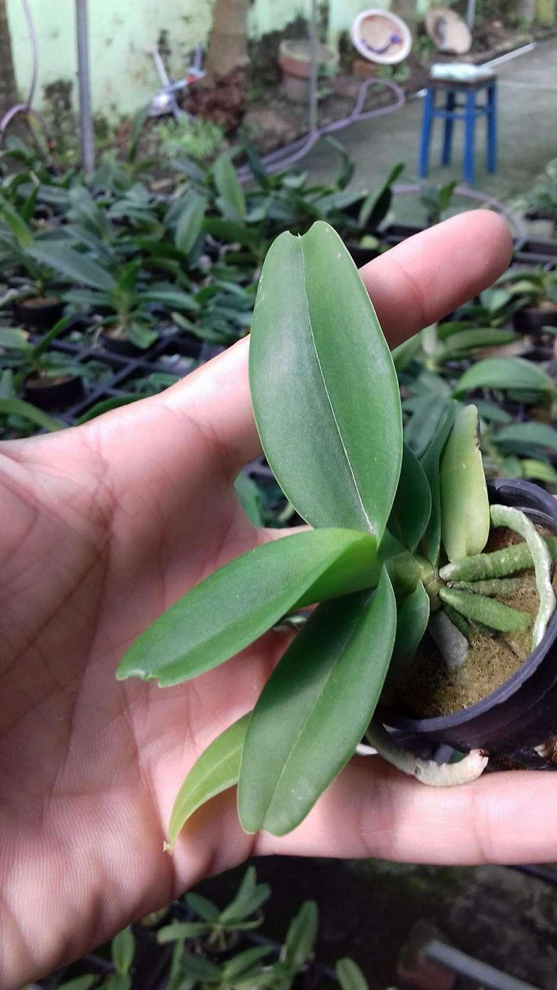 2 chậu đai châu đẹp