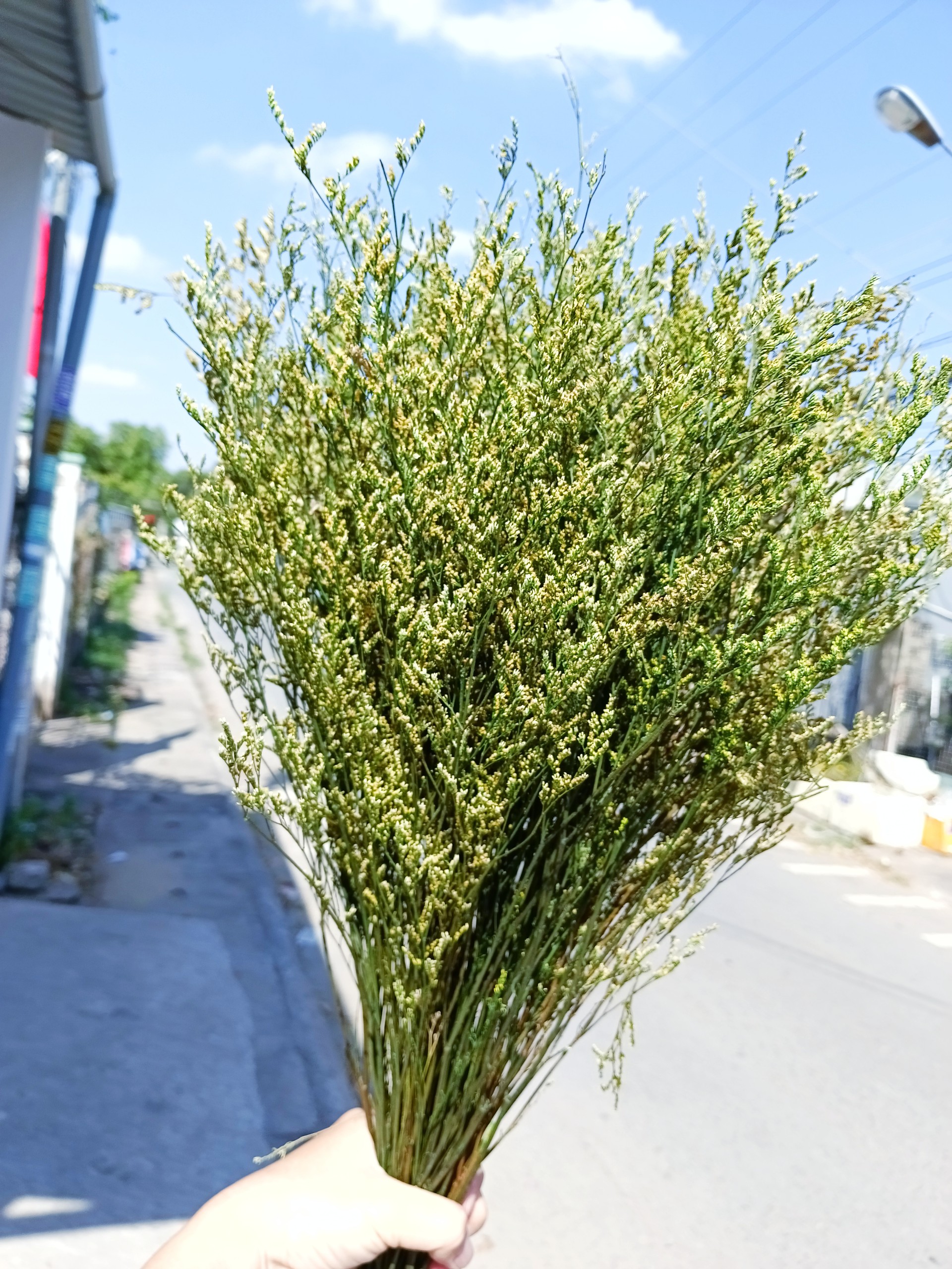 hoa sao khô - sao đuôi công - cắm bình