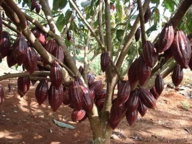 Bột Ca Cao Nguyên Chất Daklak 500G
