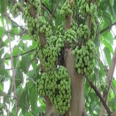 Cây giống cây vả mật- cây ngõa mật