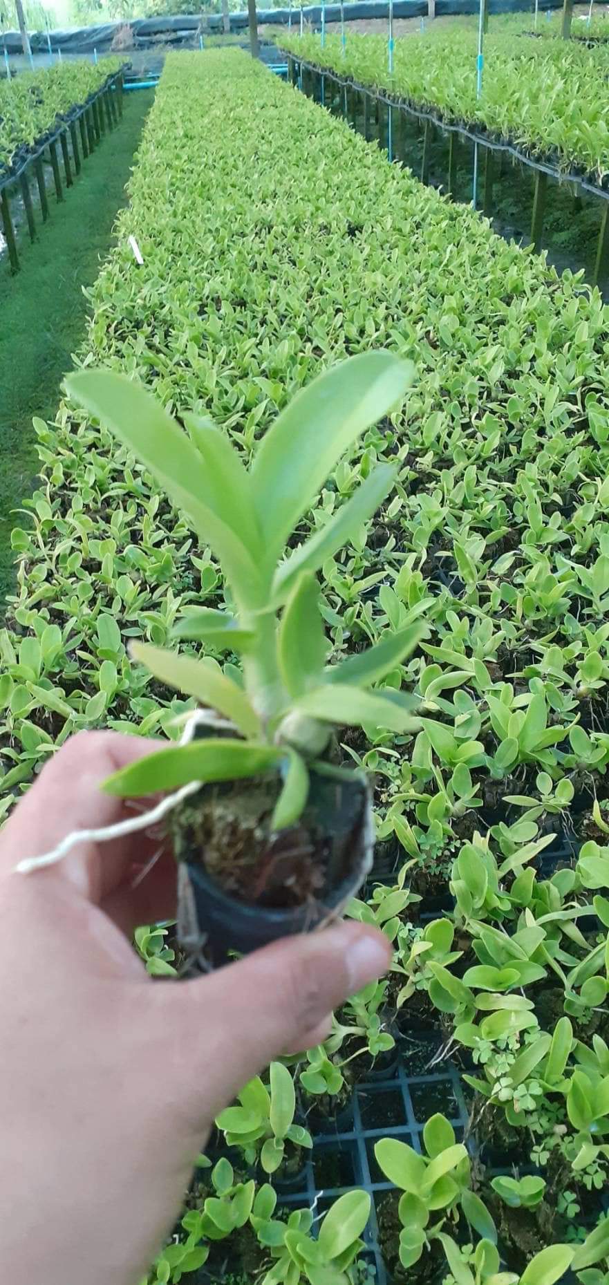 CÂY GIỐNG THỎ NÂU CAO 7-12CM