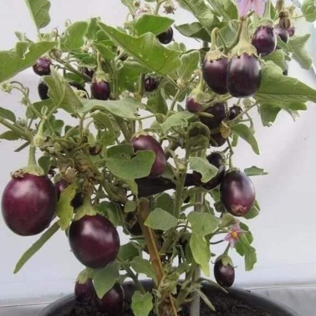 Hạt giống Cà Tím quả Tròn Thái Lan VTS141 | Vạn Tín Store