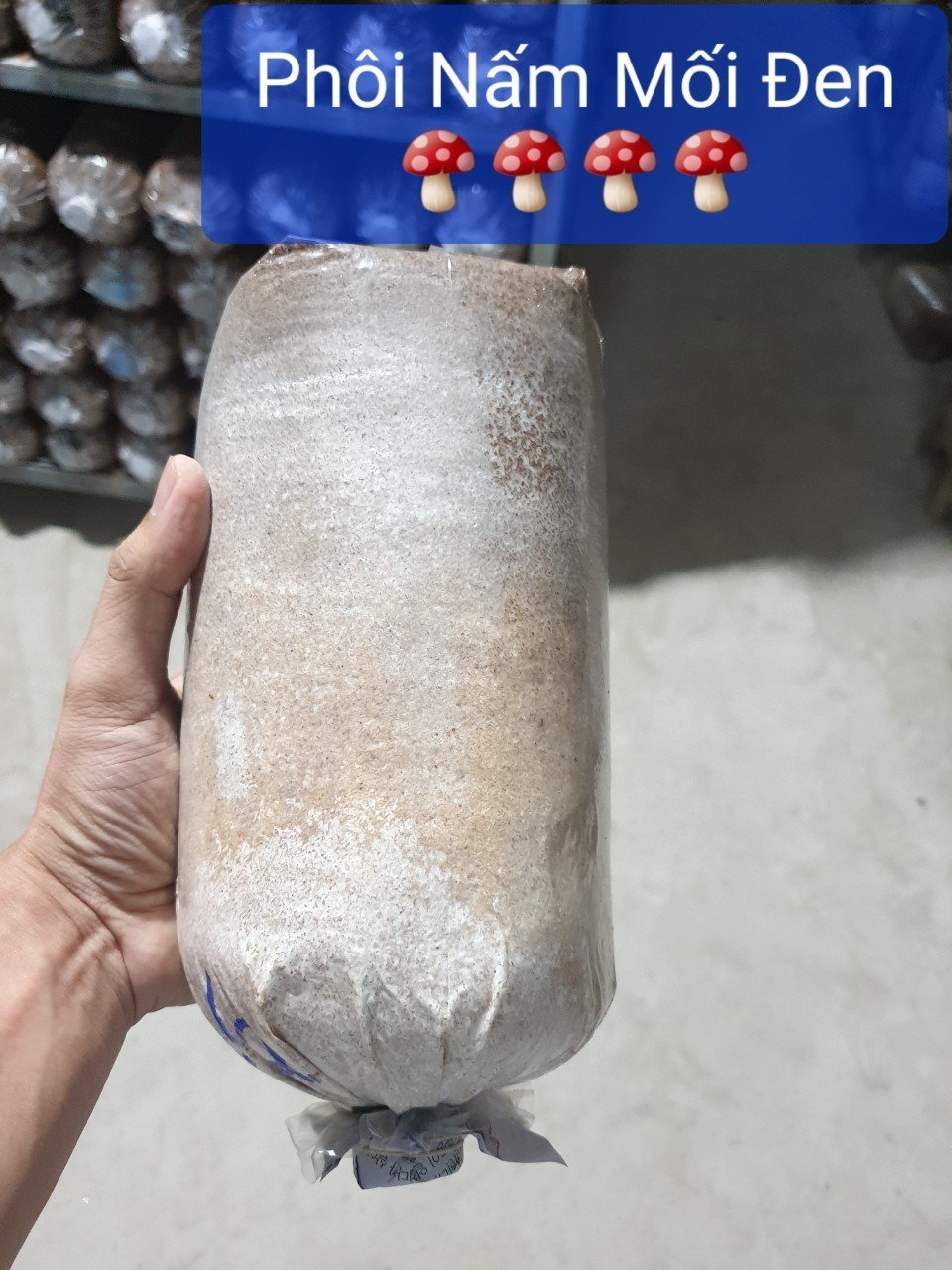 Phôi Nấm Mối Đen (1 kiện hàng 3 bịch ) Có Mụn Dừa Đủ Trồng