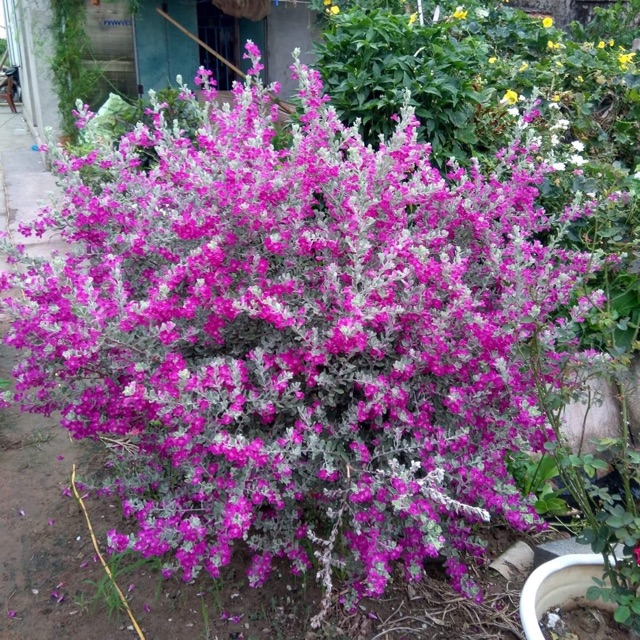 Cây Tuyết Sơn Phi Hồ cao 60-70cm (ảnh thật)