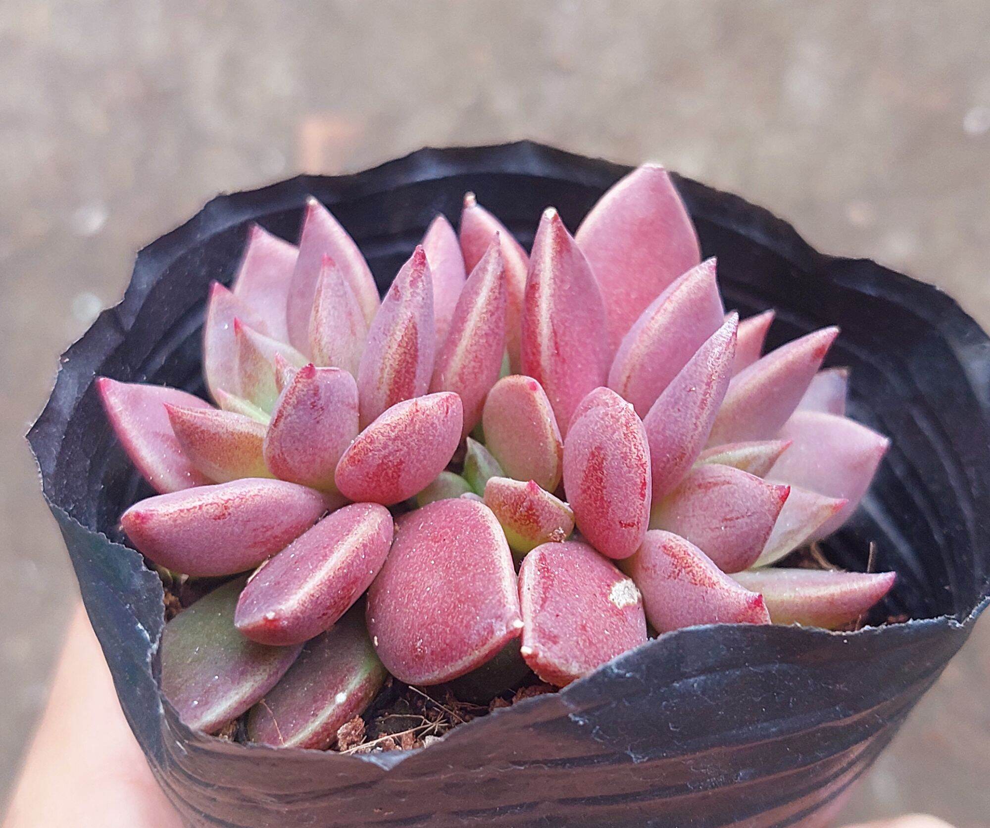 Sen đá MẶT TRĂNG size bầu