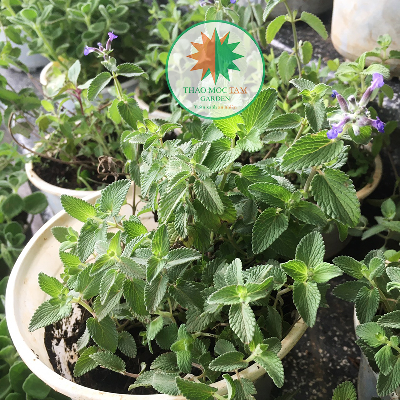 Cây Cỏ Bạc Hà Mèo (Cỏ mèo Catnip)