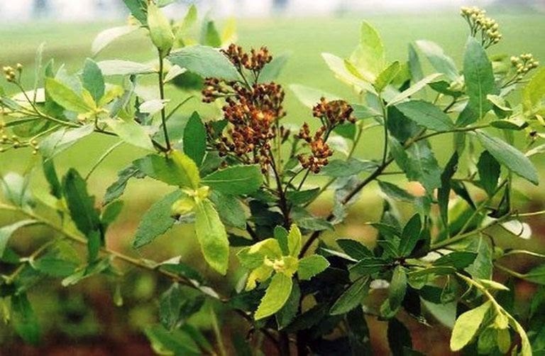 CÂY CÚC TẦN (CÂY ĐẠI BI , CÂY TỪ BI XANH)- BẦU CÂY GIỐNG