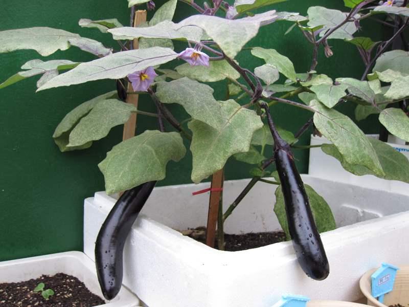 F1 Long Eggplant Seeds - 0.5Gr/Package